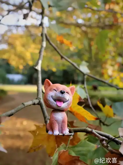 摄影携萌犬祝华东政法大学生日快乐  摄影携萌犬祝华东政法大学生日快乐