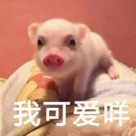  小香猪表情包大全,看完好想撸猪呀,非常奈斯