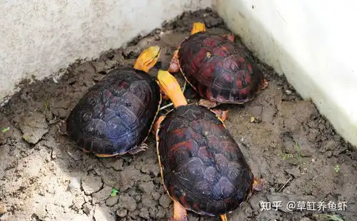  黄缘龟怎么养记住它是半水陆龟,你养起来就简单了