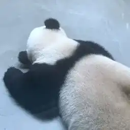  cola26m成都看熊猫麻辣诱惑实力撩川妹子完美亲子游