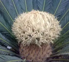 这是什么东西求详细介绍 这是什么东西求详细介绍