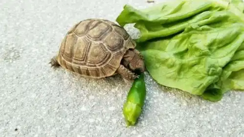  乌龟吃下死神辣椒后,瞬间达到龟生巅峰,镜头记录搞笑一幕