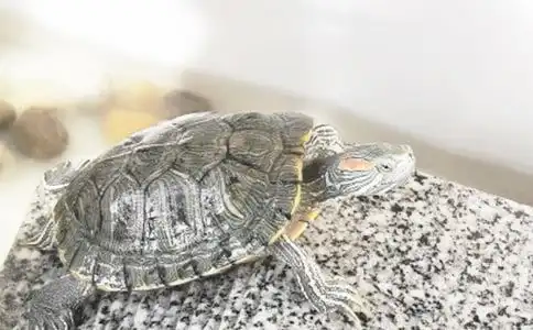  有趣小乌龟作文三篇