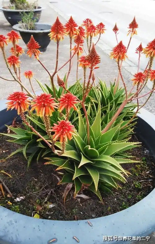 家里养芦荟,美白养颜好处多,年年开花,还这么美 家里养芦荟,美白养颜好处多,年年开花,还这么美