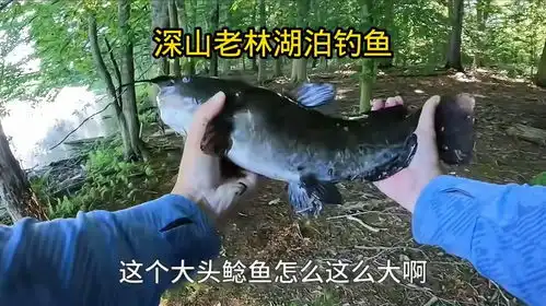 大头鲶鱼图片