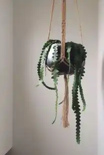  搞点有趣的室内垂吊植物消除吊兰和绿萝带来的视觉疲劳