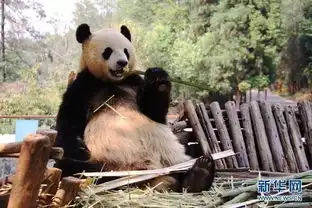  有一种心动叫思嘉的微笑