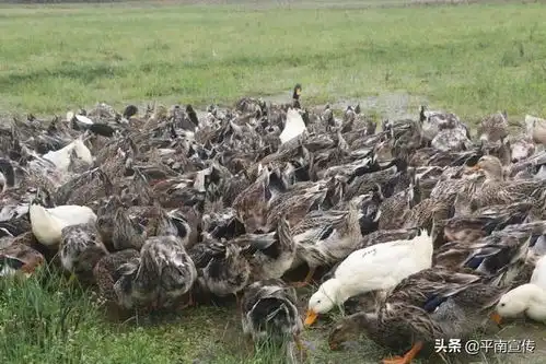 龚州乡愁味道大安烧鸭传统工艺百年传承
