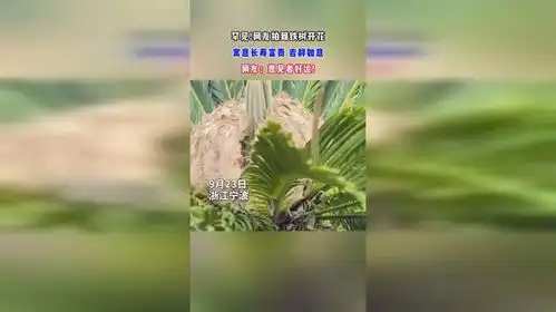  罕见网友拍到铁树开花寓意长寿富贵吉祥如意