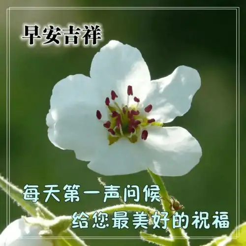  清晨保暖的早安问候美图温暖的早安祝福图片