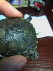  小乌龟的壳掉了,掉的就像这个照片一样的东西,然后它的壳就开始四边有些泛白,中间像是要开始烂了似的,