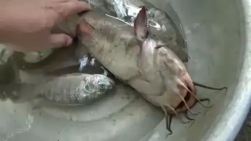  慈溪森林公园,看到位大叔钓到条6斤的大鲶鱼