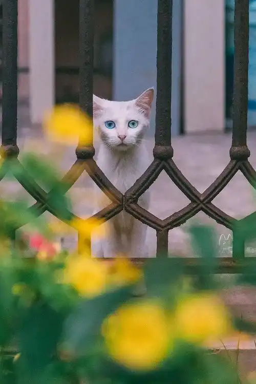 他走街串巷5年余,偷拍了超20000张猫片,打动14多万网友  他走街串巷5年余,偷拍了超20000张猫片,打动14多万网友