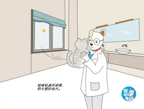  辟谣猫咪中毒别急着给它催吐,不搞清中毒原因可能会2次伤害