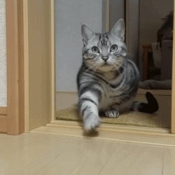 铲屎官把橘猫化身美人鱼,没想到竟然毫无违和感就是辣眼睛  铲屎官把橘猫化身美人鱼,没想到竟然毫无违和感就是辣眼睛