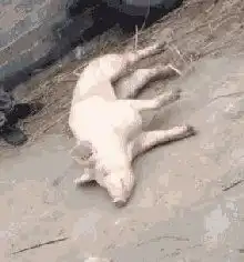  变了,如此之变撑了爱姑a股的小蛮腰股市实战gssz