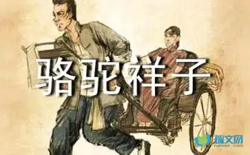  老舍骆驼祥子读后感400字