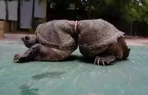  台风山竹背后的惊人一幕这真的仅仅是一场天灾吗