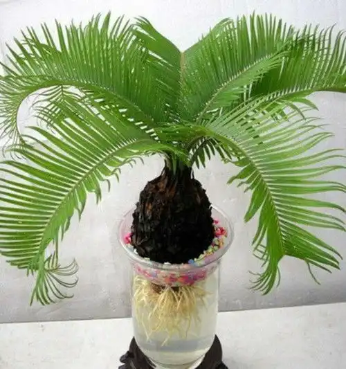  11种去除甲醛植物小能手