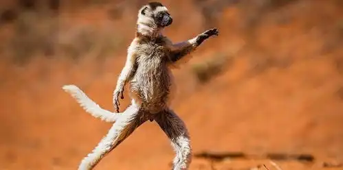  看看这些有趣的动物照片,再坏的心情都会被治愈