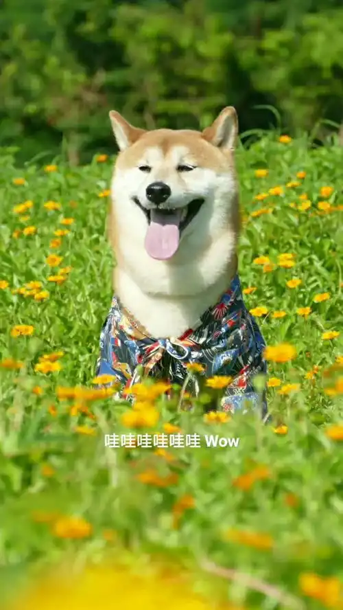  戳进来柴犬七宝亲自示范,教你花丛中拍出漂亮照片