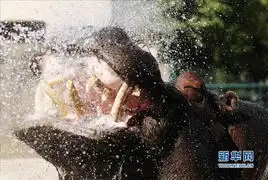  夏日炎炎动物避暑有奇招5249146旅游图片库大视野