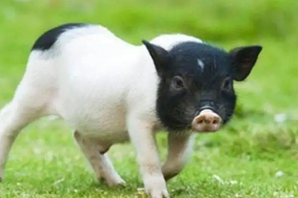 生肖猪最理想的婚姻,不离不弃,注定能的大富大贵  生肖猪最理想的婚姻,不离不弃,注定能的大富大贵