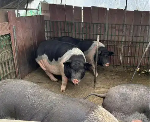  孙俪带儿子挖野菜喂猪,长得比妈妈还高,看到走路姿势我笑了