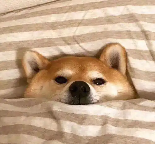  你真的了解你的爱犬吗狗狗基础知识十问十答