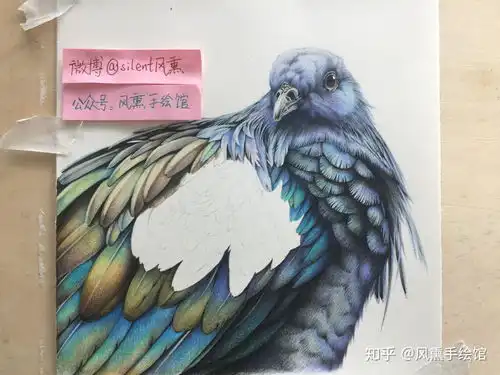  彩铅绘画一只画40小时的鸟是什么效果内附彩铅入门指引