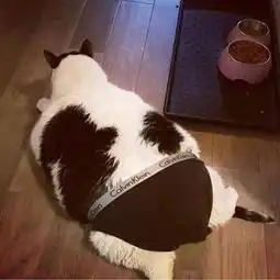 一名插画师,将爆笑猫咪变成插画,从恶搞变成了疗愈的画面  一名插画师,将爆笑猫咪变成插画,从恶搞变成了疗愈的画面