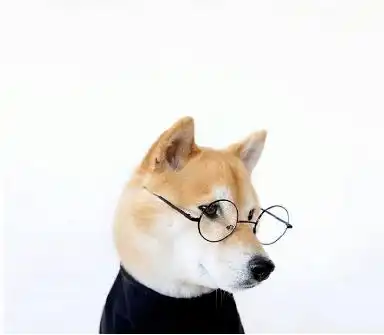  锤子彩票树苗小香猪奇葩年终奖都有些啥