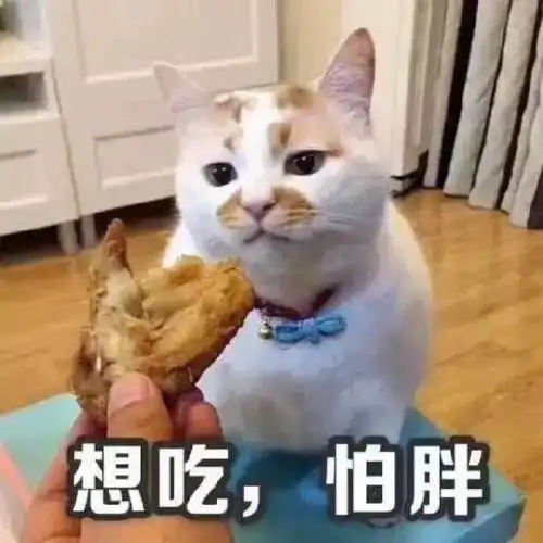 哈哈喵开黑的表情包楼楼