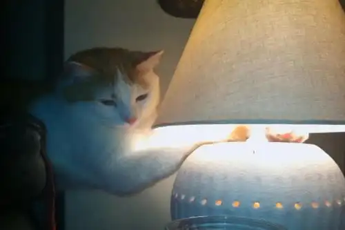 33张猫咪取暖的可爱图片猫咪们竟然连这些位置都不放过  33张猫咪取暖的可爱图片猫咪们竟然连这些位置都不放过