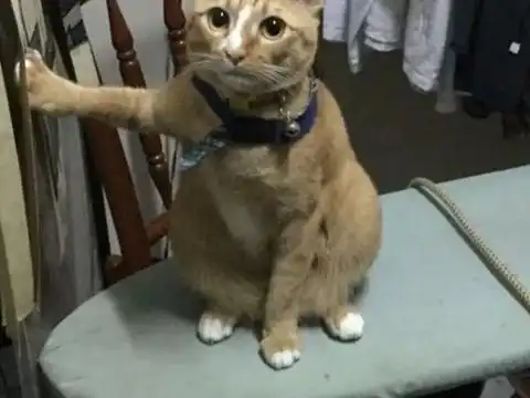  清真