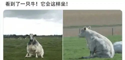  不论你多难过,看后都会捧腹的爆笑图片