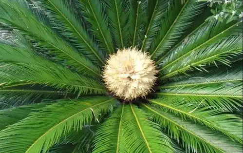  一个山坡上一朵流血的花,看到书生走过,花对书生说话