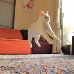 搞笑可爱萌猫图片每一个不曾起舞的早晨都是对生命的辜负  搞笑可爱萌猫图片每一个不曾起舞的早晨都是对生命的辜负