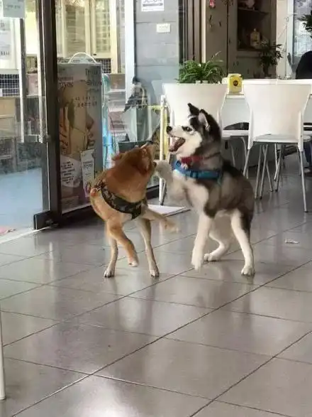  这只二哈仗着自己长得像狼,居然挑衅柴犬界的大哥大,结果差点被柴大哥打进医院,狗脸丢大发了...