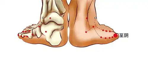 至阴穴的准确位置图和作用功效图片乡间郎中 至阴穴的准确位置图和作用功效图片乡间郎中