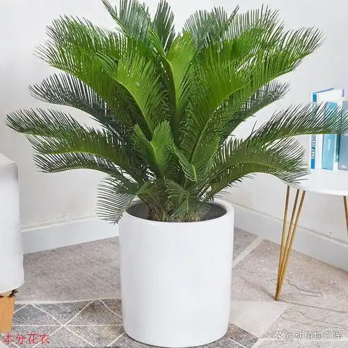  铁树多久开一次花揭秘铁树开花的周期与养护要点