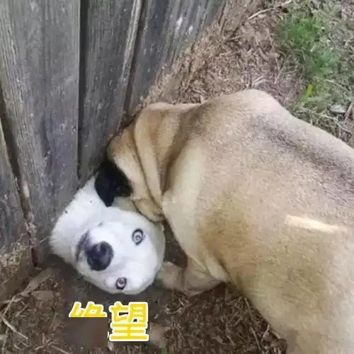  明天是个很重要的日子,滑县人要提前1小时出门
