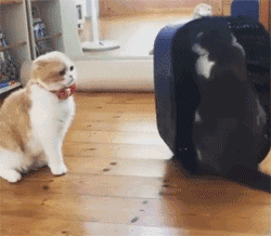  奶牛猫是怎么沦为喵中哈士奇的
