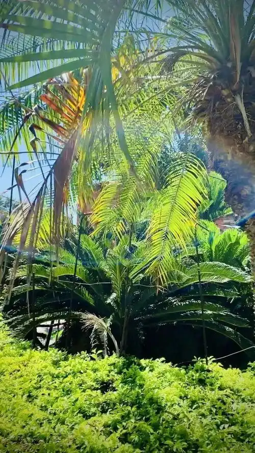  超美小嶝八闽铁树王开花啦