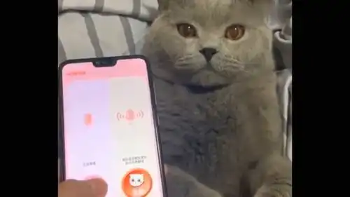 主人与萌猫的搞笑日常,真逗  主人与萌猫的搞笑日常,真逗