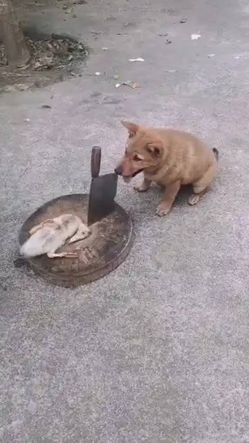  狗狗威胁小鸭子,真搞笑