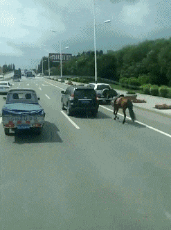 搞笑gif兄弟,你这车出去以后,恐怕洗车也会是个大难题  搞笑gif兄弟,你这车出去以后,恐怕洗车也会是个大难题