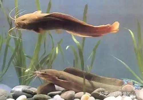  知乎日报知乎