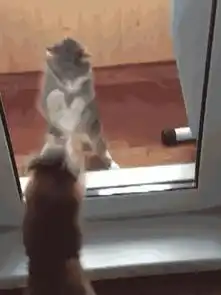  听说你的生活缺一只猫
