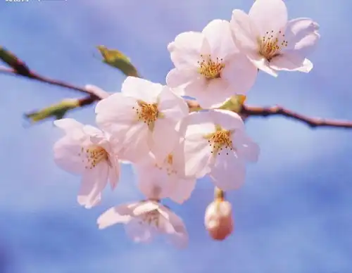 层次低的人,越喜欢用这几种图片做微信头像,遇见要远离 层次低的人,越喜欢用这几种图片做微信头像,遇见要远离